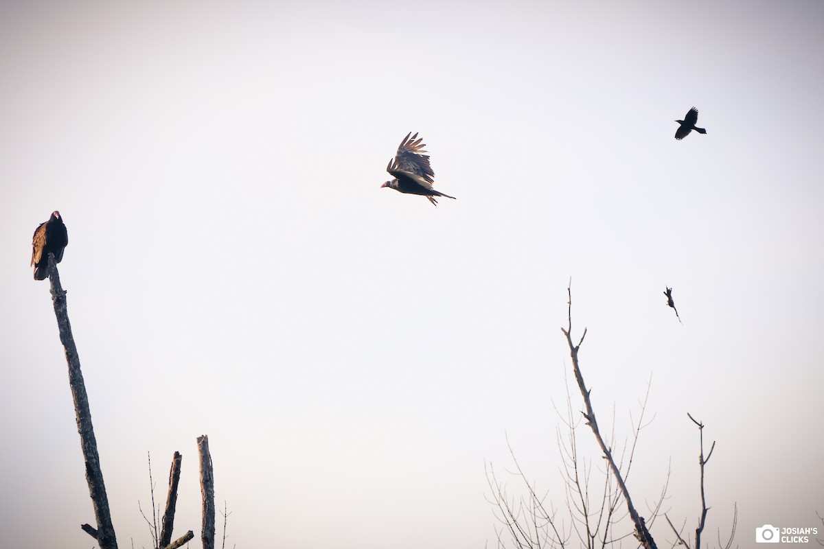 Turkey Vulture - Josiah Rajasingh