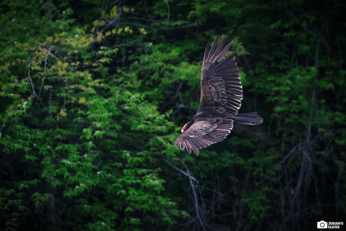 Turkey Vulture - ML618482264