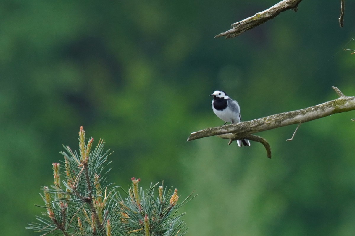 White Wagtail - ML618482267