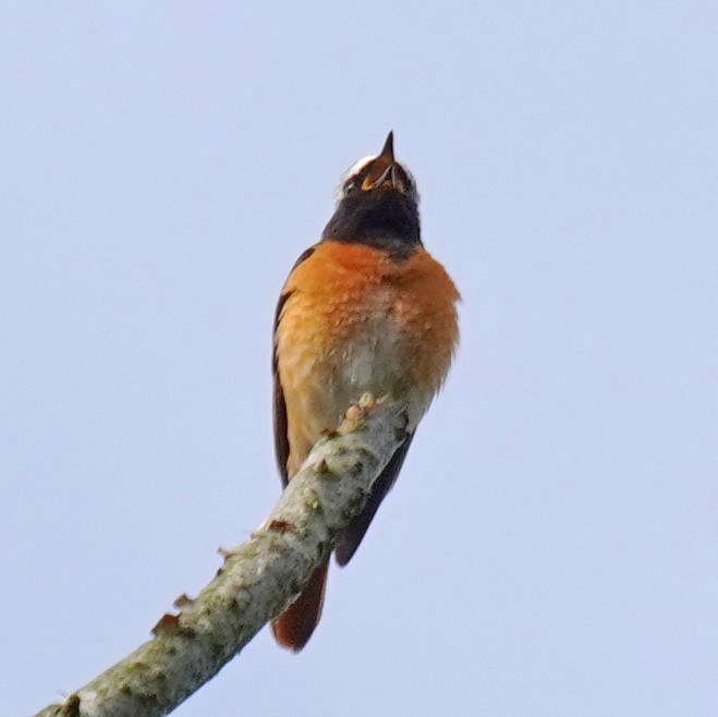 Common Redstart - ML618482270