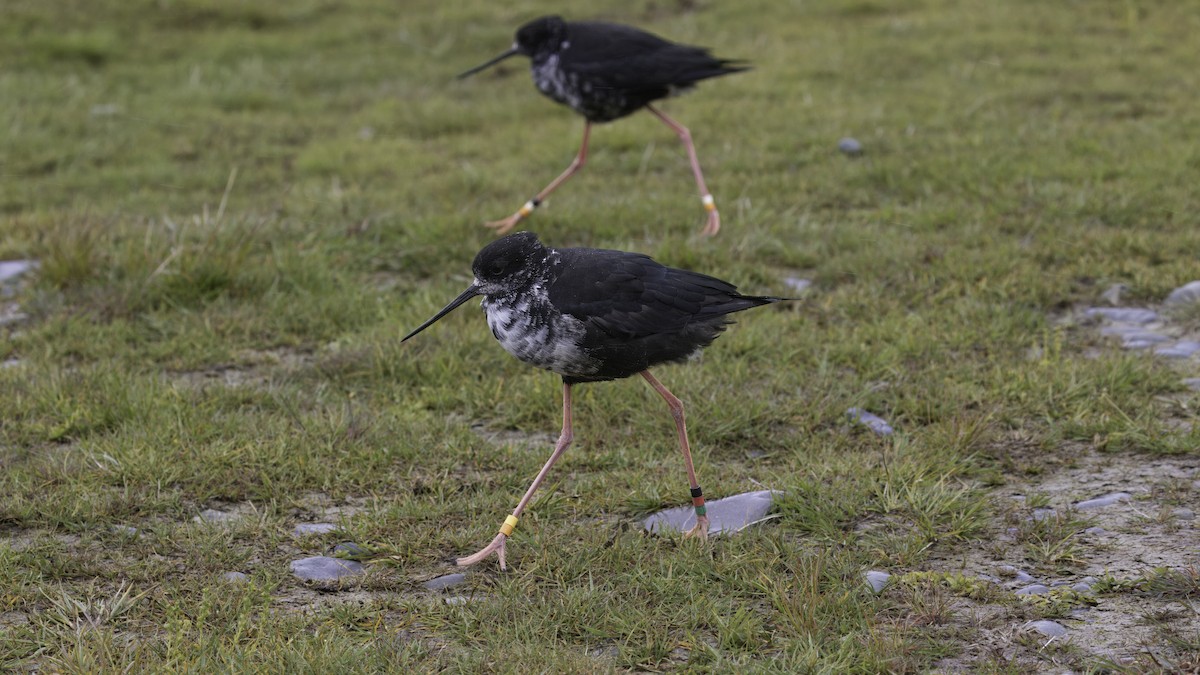 Black Stilt - ML618482280