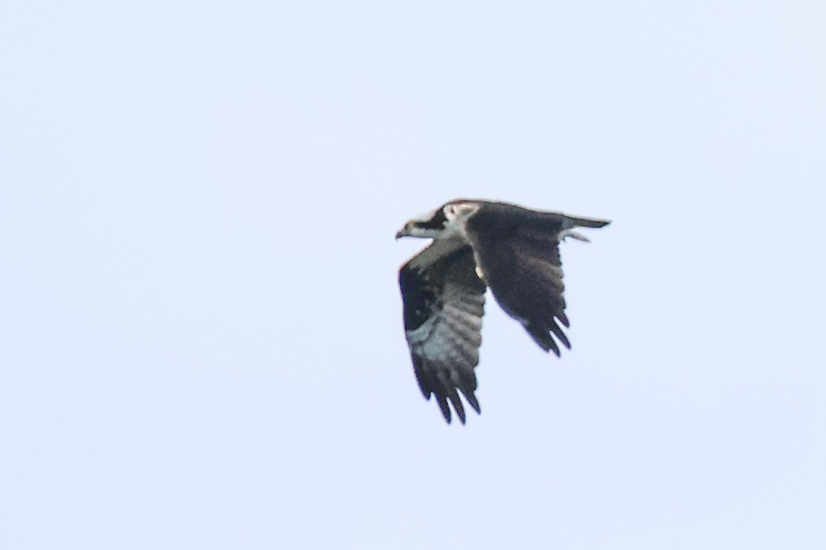 Águila Pescadora - ML618482285