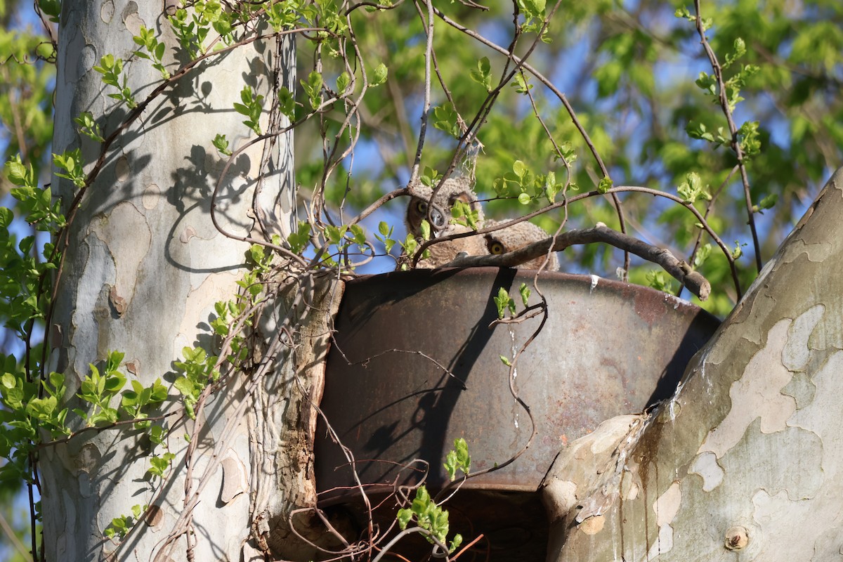 Great Horned Owl - ML618482317