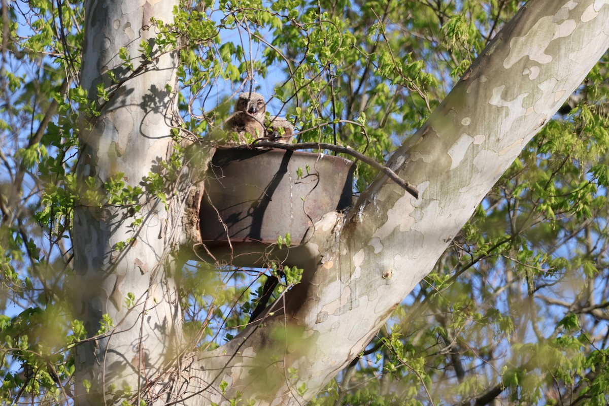 Great Horned Owl - ML618482318