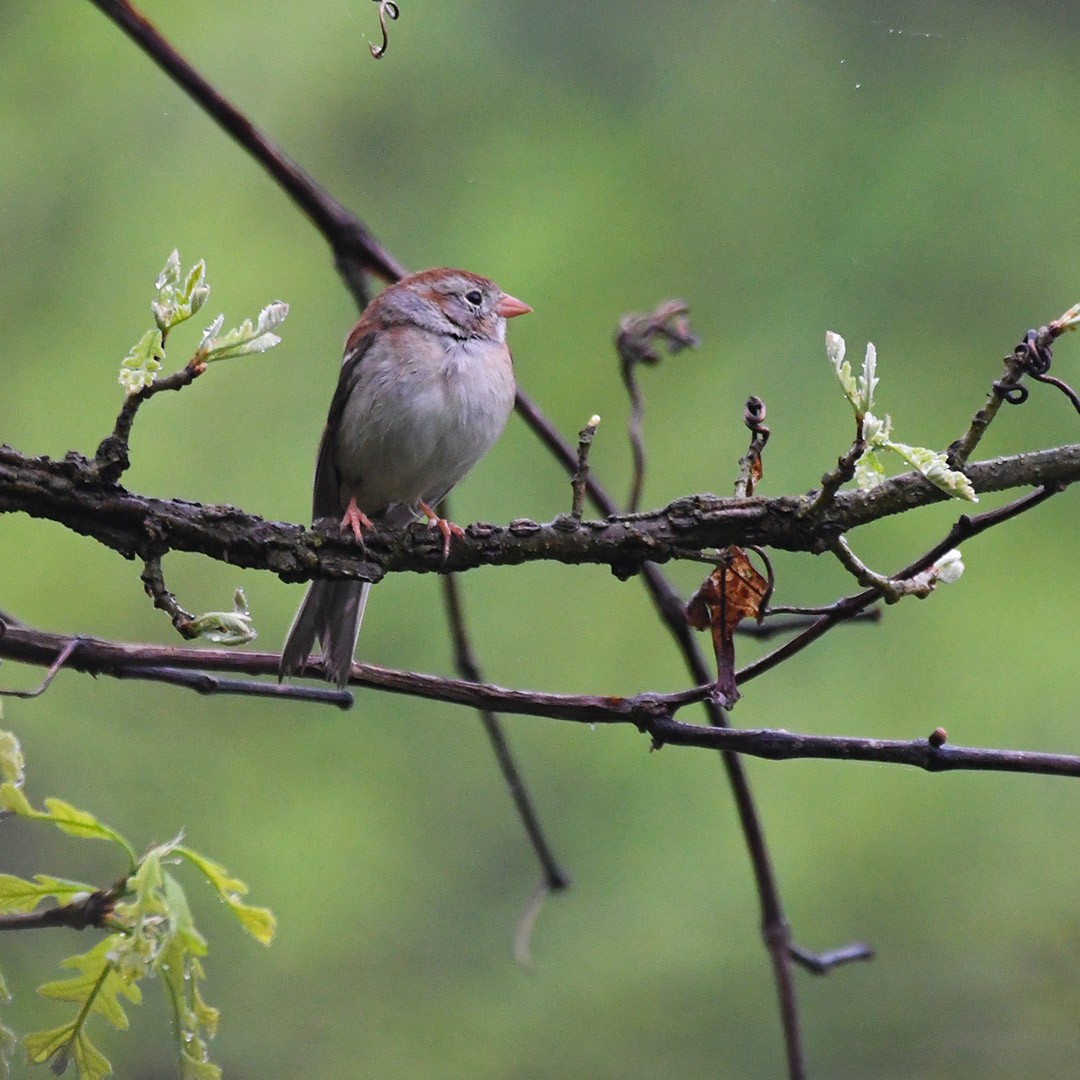 Field Sparrow - ML618482335