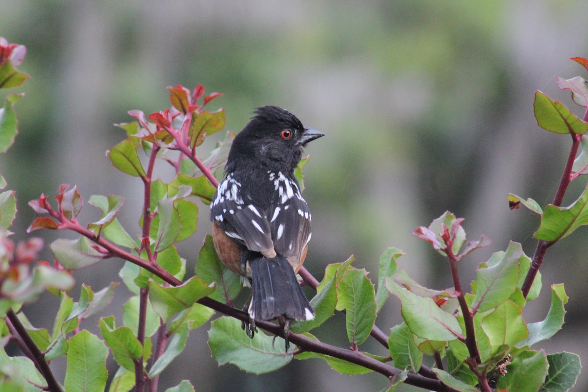 Spotted Towhee - ML618482336