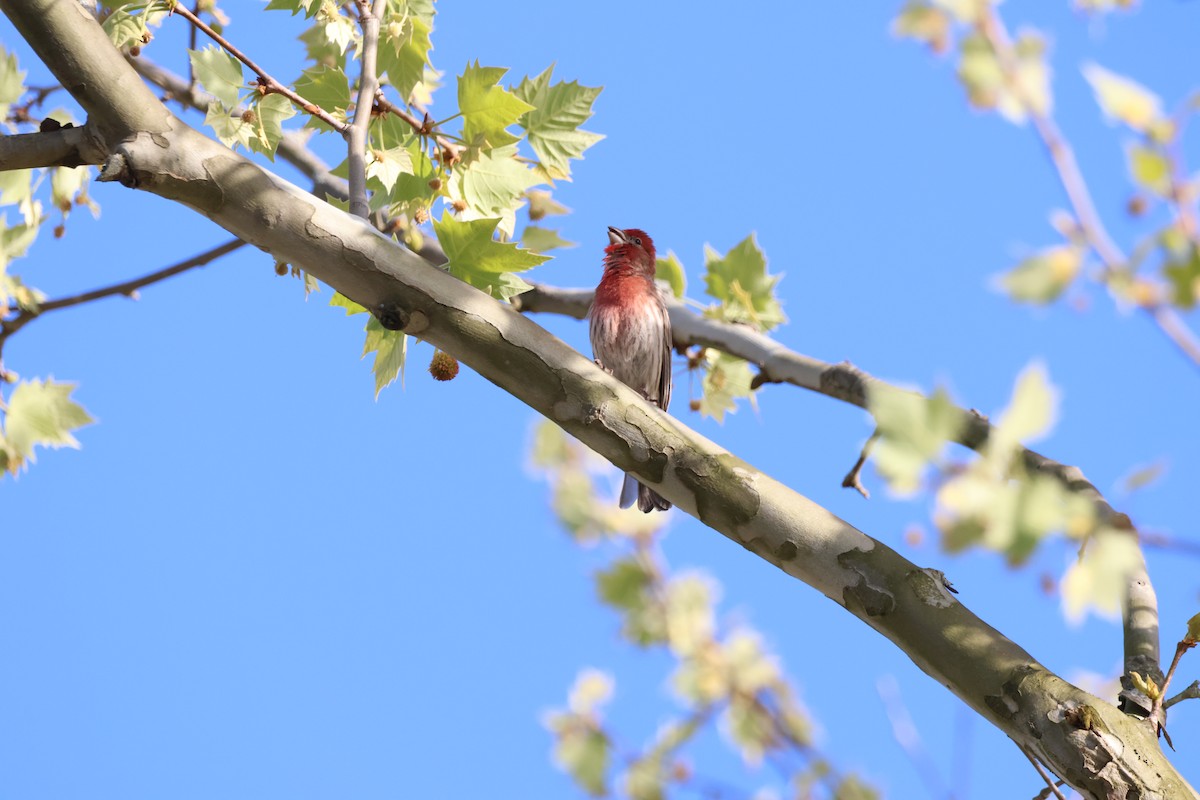 House Finch - ML618482345