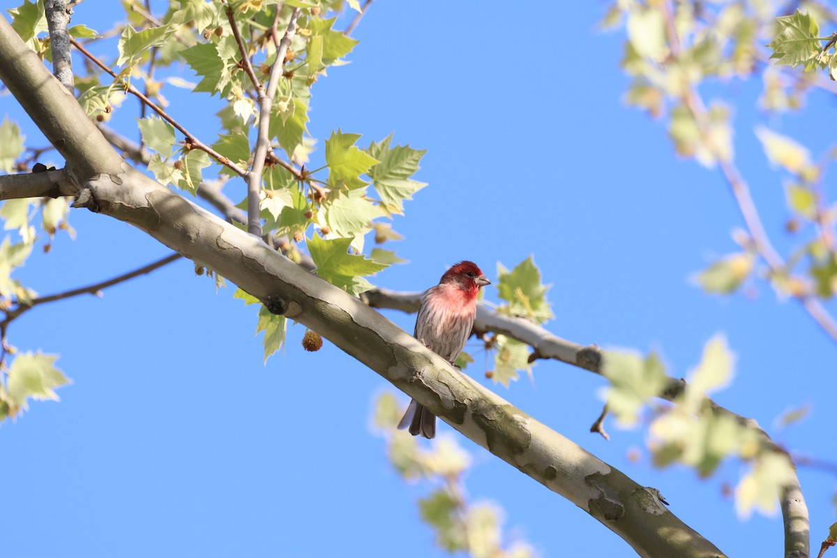 House Finch - ML618482346