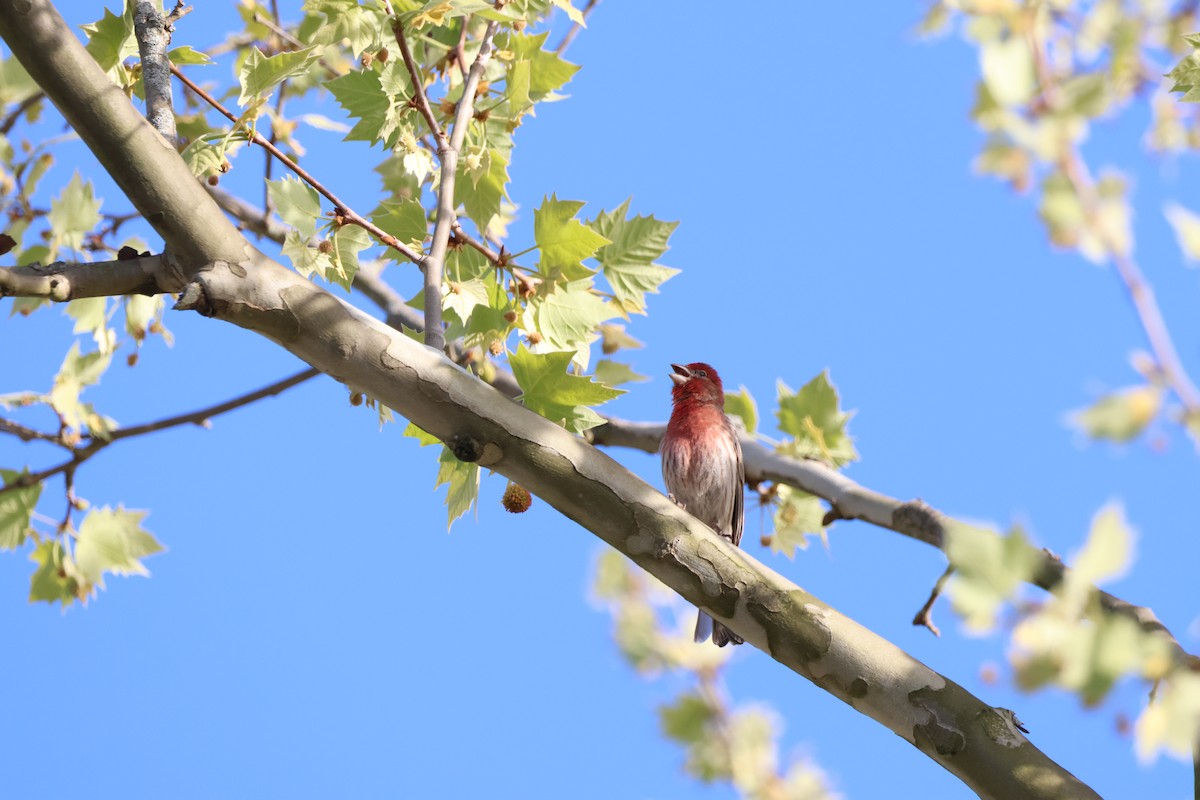 House Finch - ML618482347