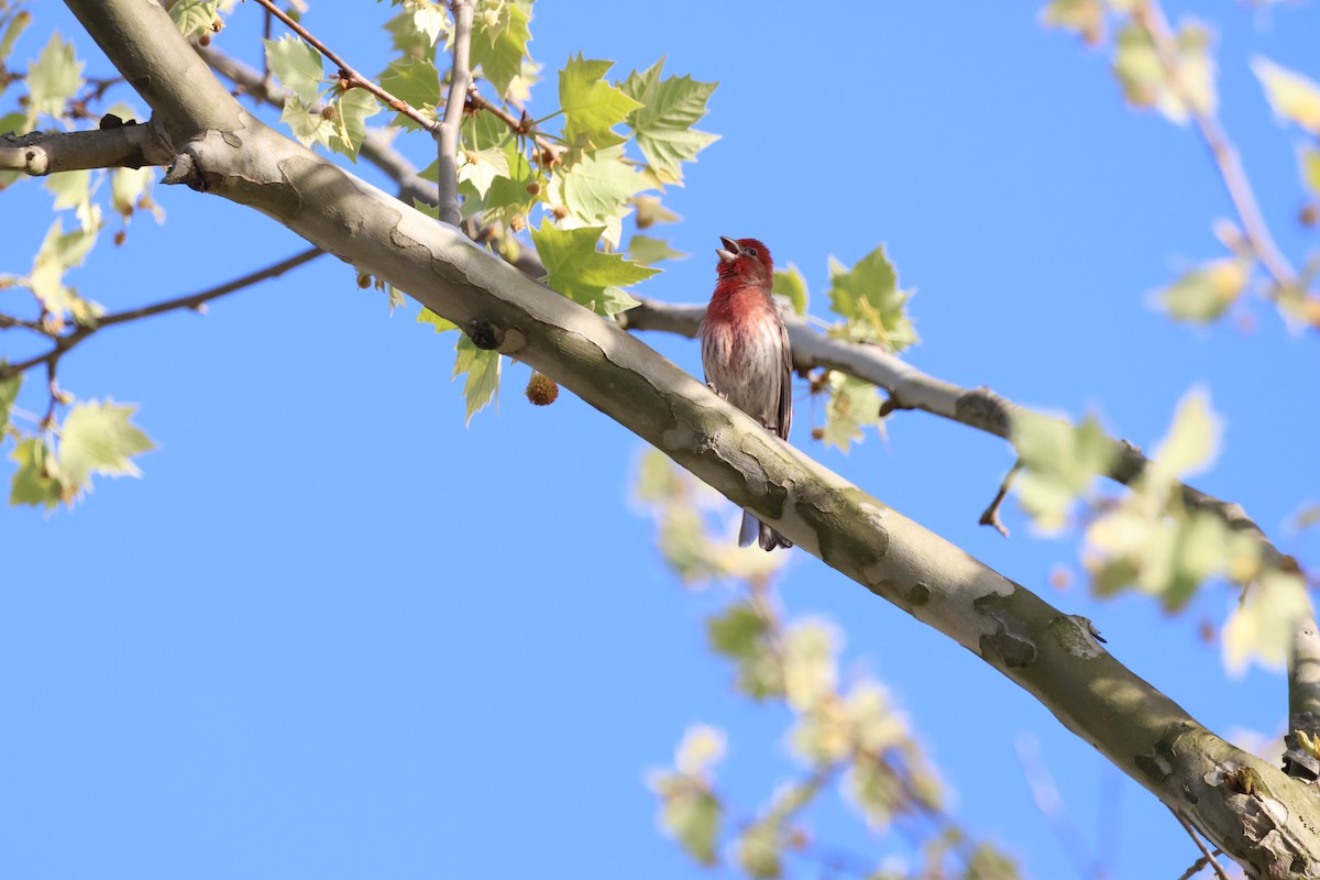 House Finch - ML618482348