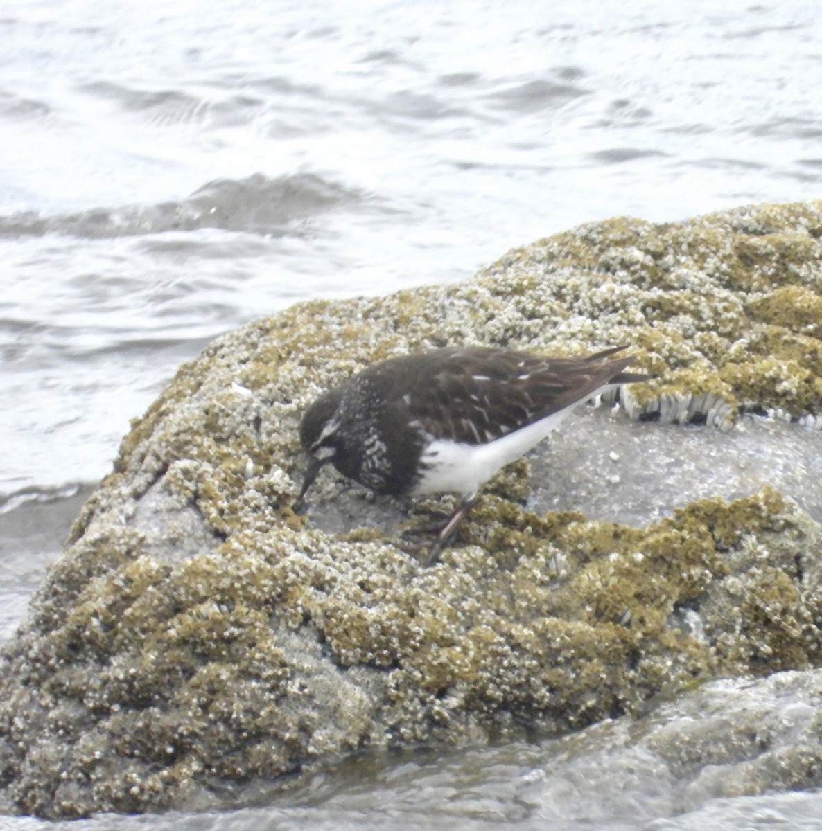 Black Turnstone - ML618482351