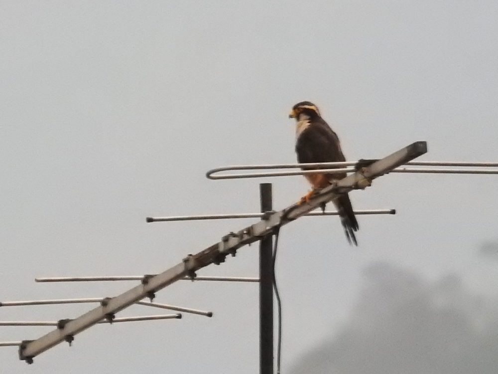 Aplomado Falcon - Fernando Nunes