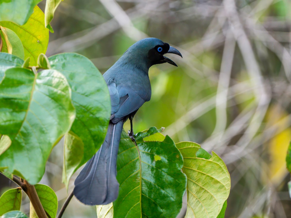 Racket-tailed Treepie - Michael Sanders