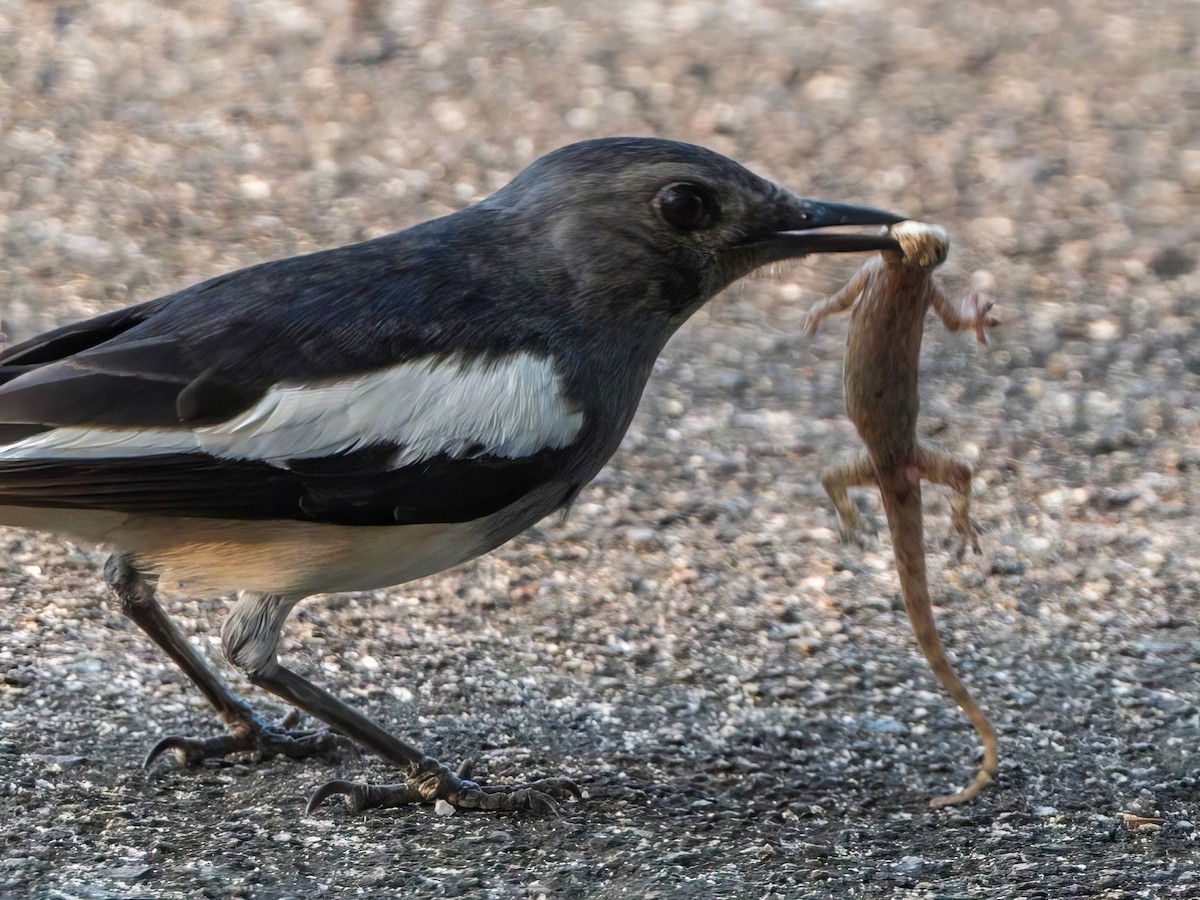 Oriental Magpie-Robin - Michael Sanders