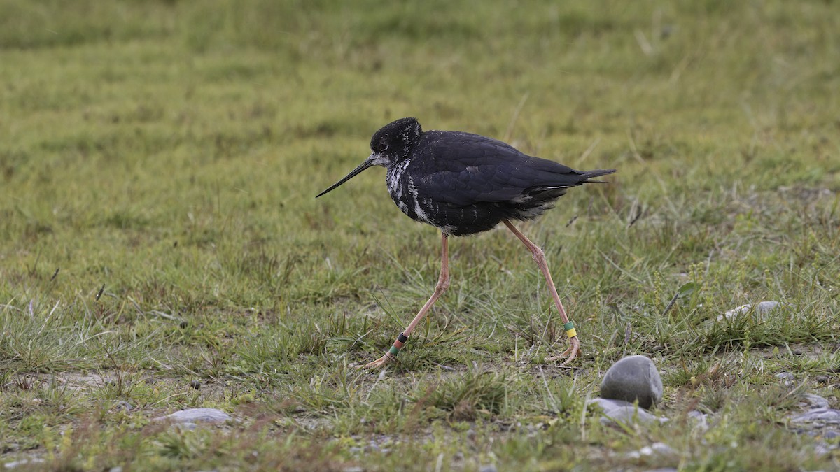 Black Stilt - ML618482396