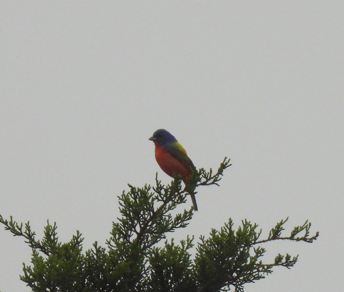 Painted Bunting - Shelia Hargis