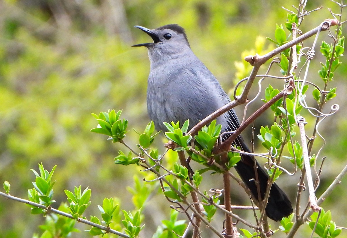 Gray Catbird - ML618482409