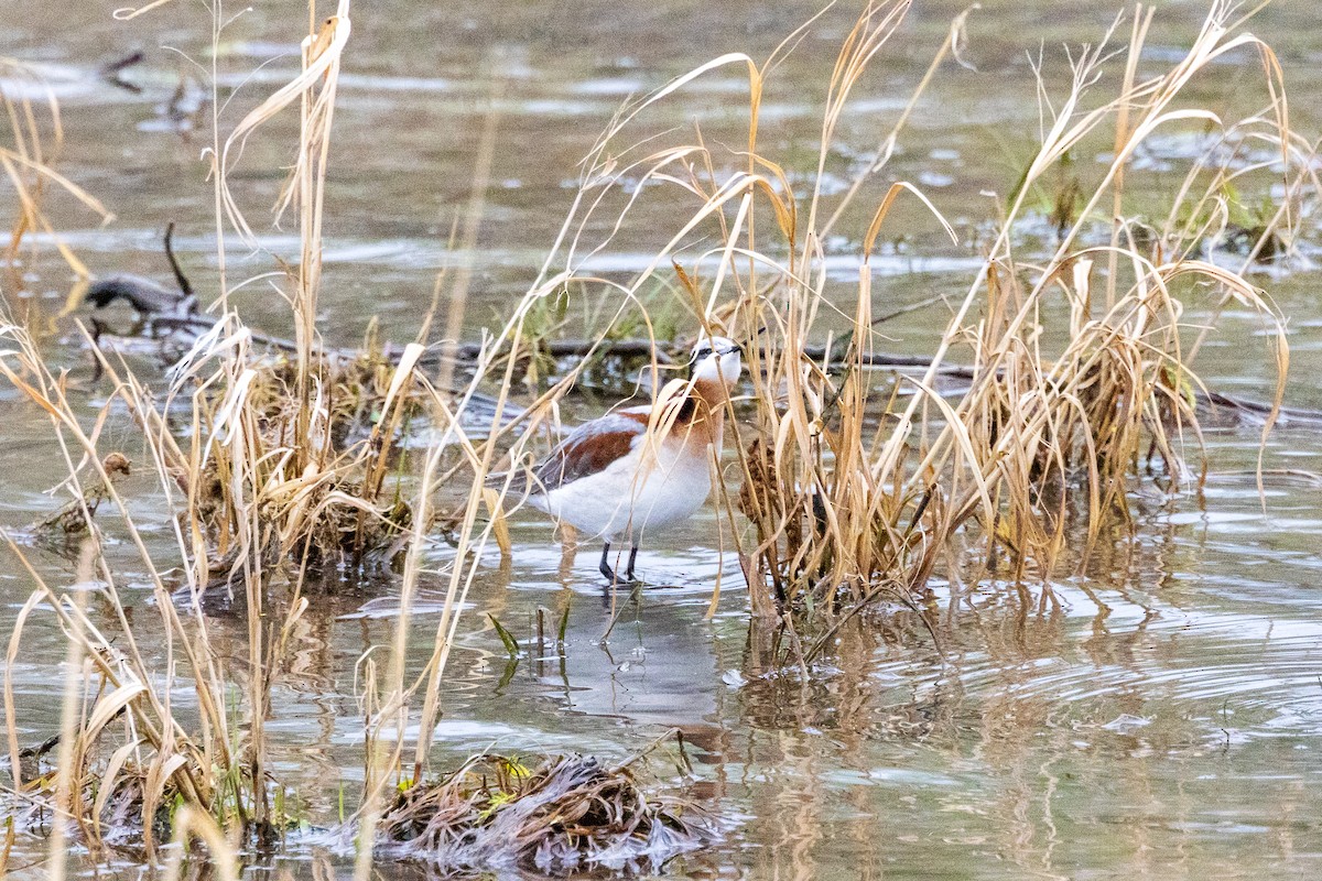 Wilson's Phalarope - ML618482410