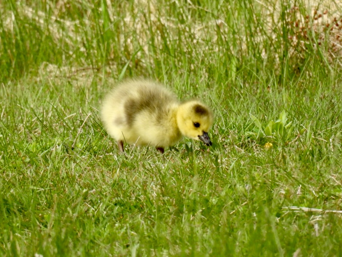 Canada Goose - ML618482416