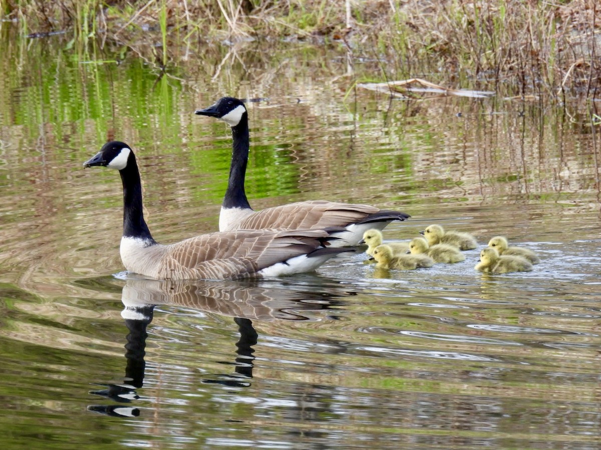 Canada Goose - ML618482417