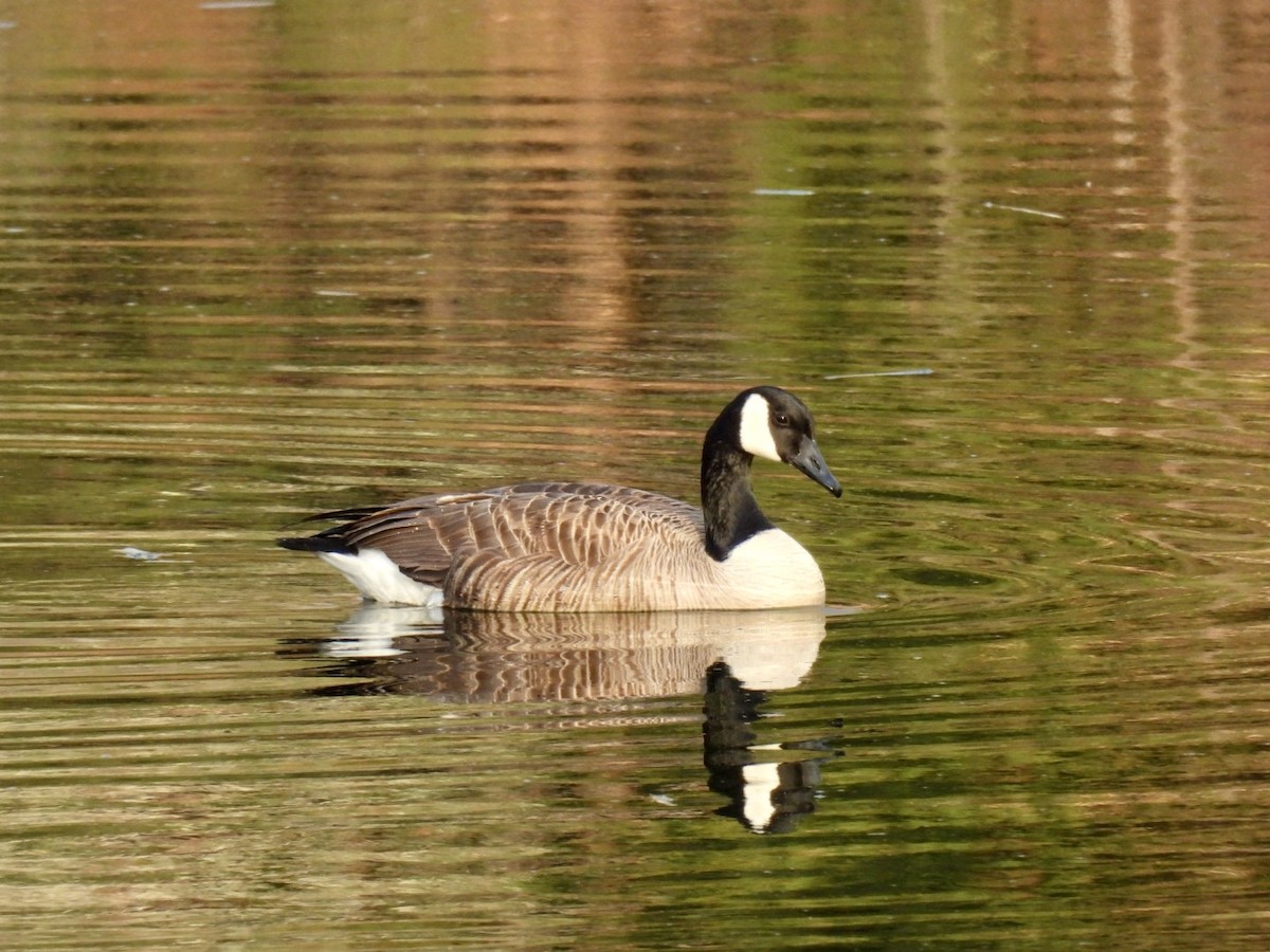 Canada Goose - ML618482418