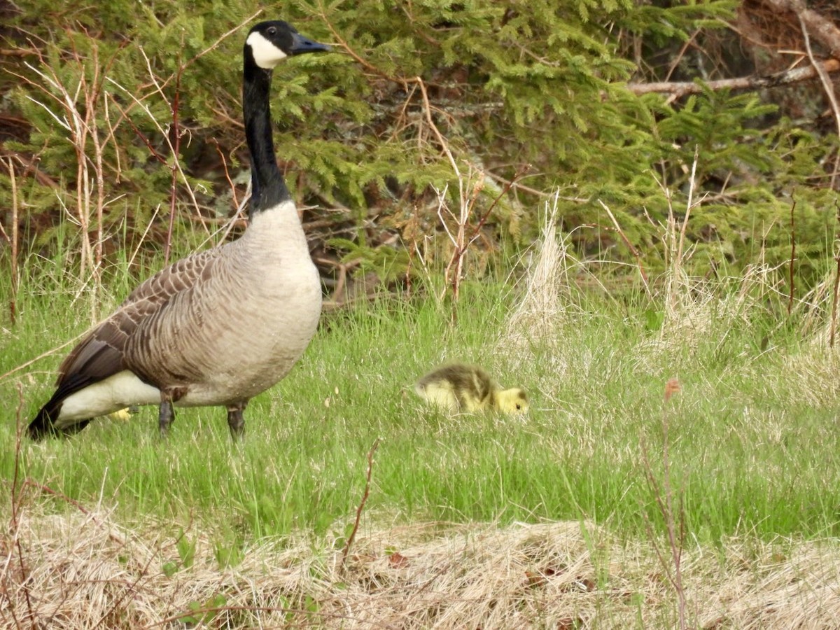 Canada Goose - ML618482419