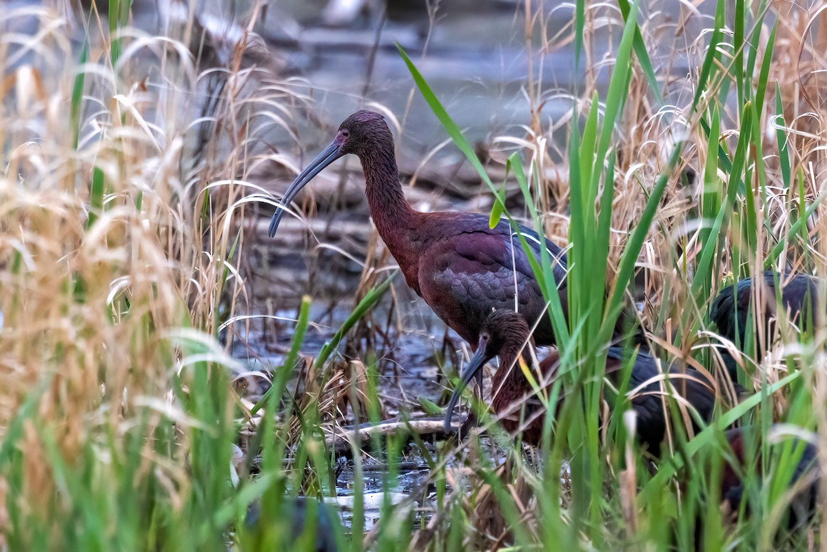 White-faced Ibis - ML618482430