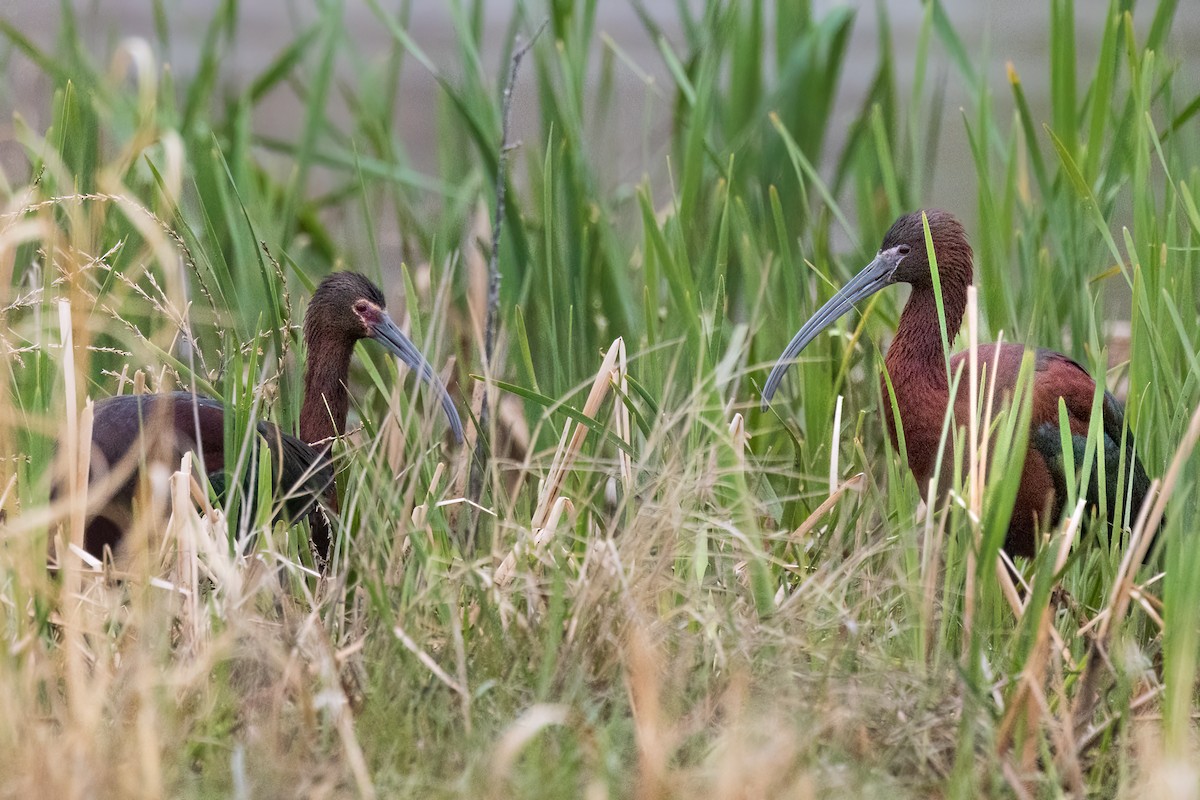 White-faced Ibis - ML618482431