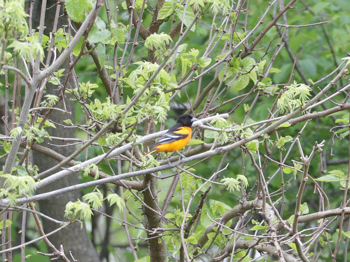 Baltimore Oriole - Mike Lee