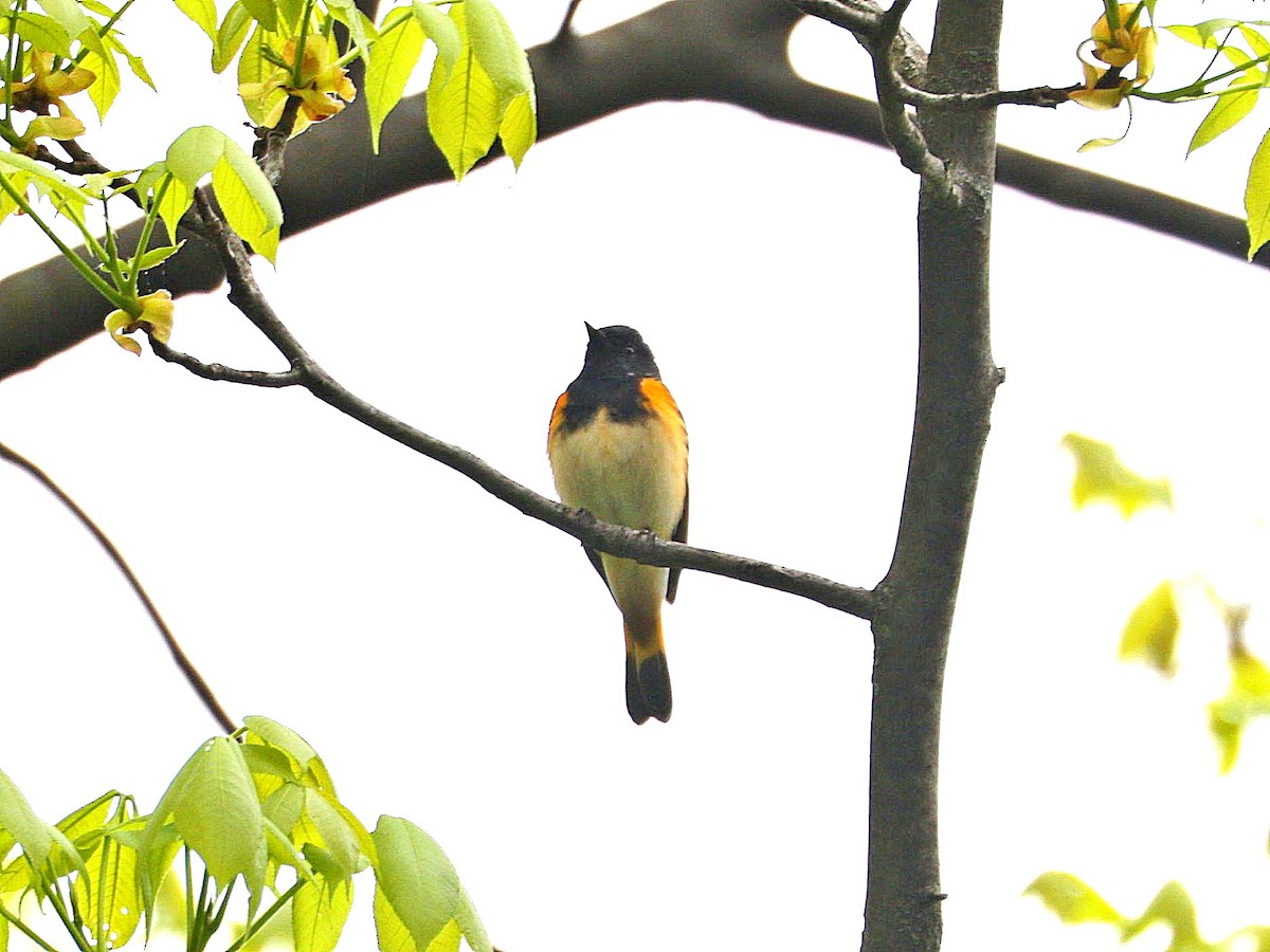 American Redstart - Mike Lee