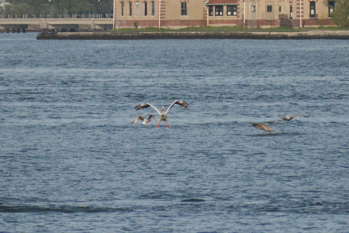 pelikán severoamerický - ML618482510