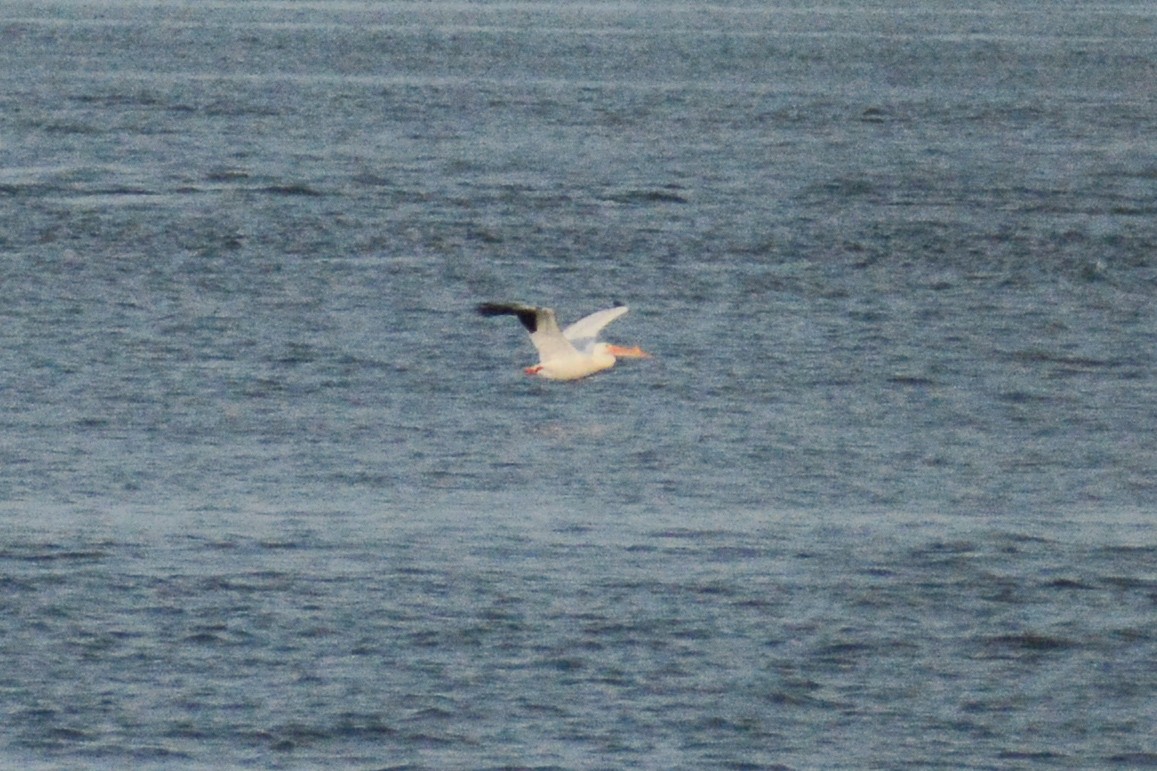 pelikán severoamerický - ML618482515
