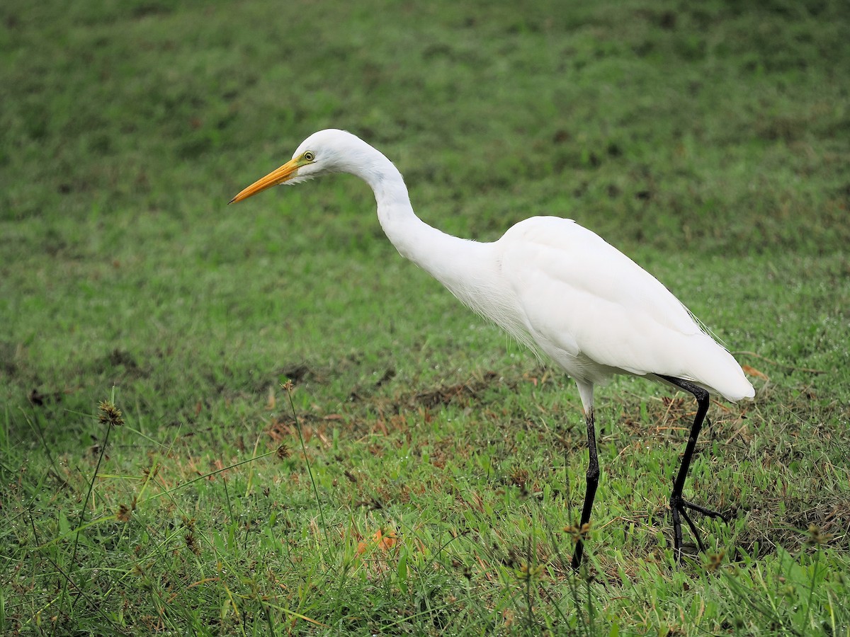 Plumed Egret - ML618482518