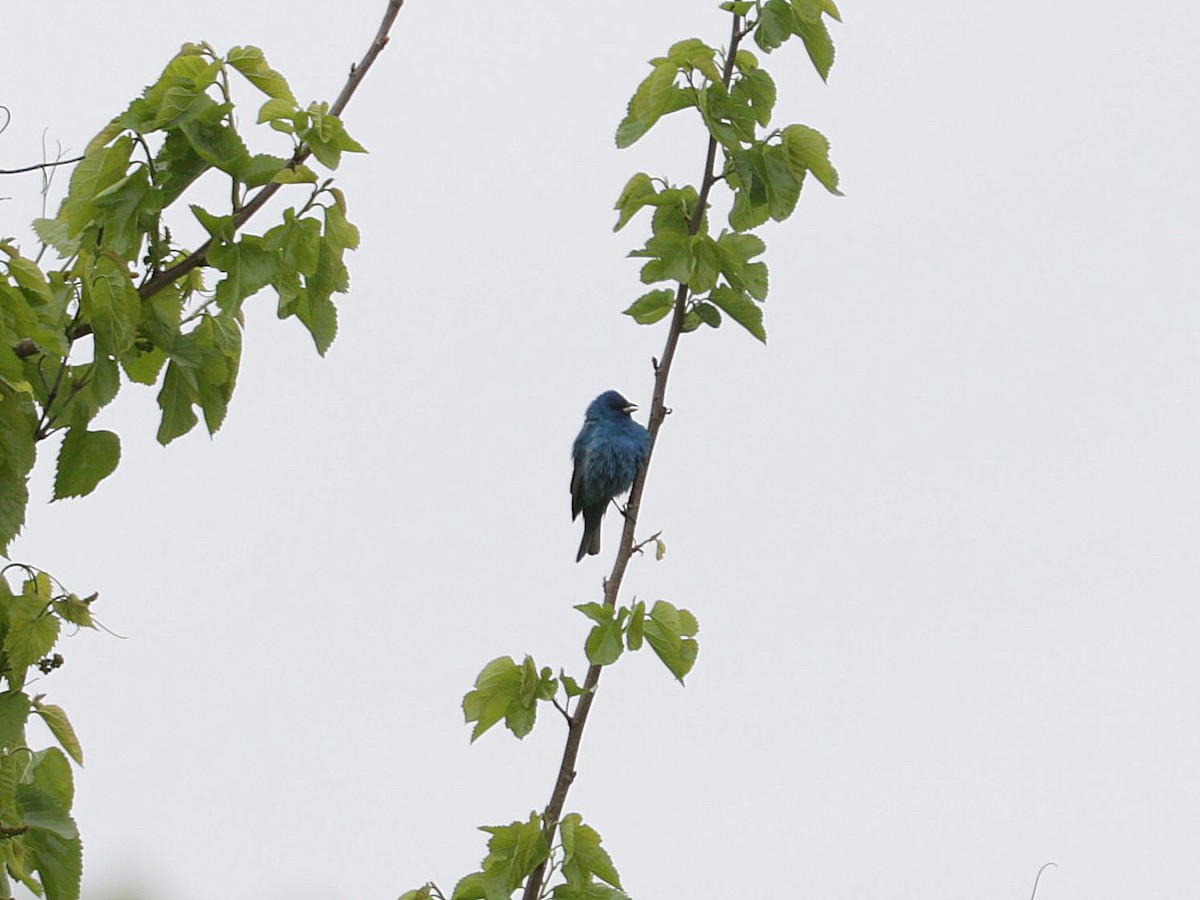 Indigo Bunting - Mike Lee