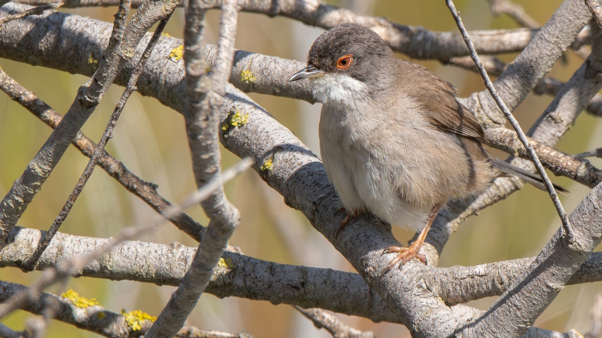 Curruca Cabecinegra - ML618482534