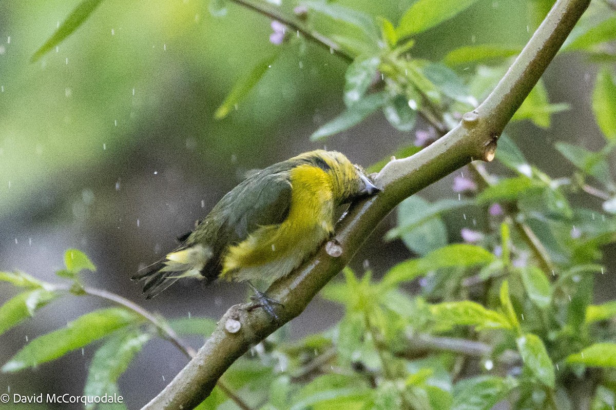 Yellow-throated Euphonia - David McCorquodale