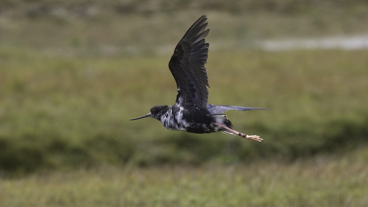 Black Stilt - Markus Craig