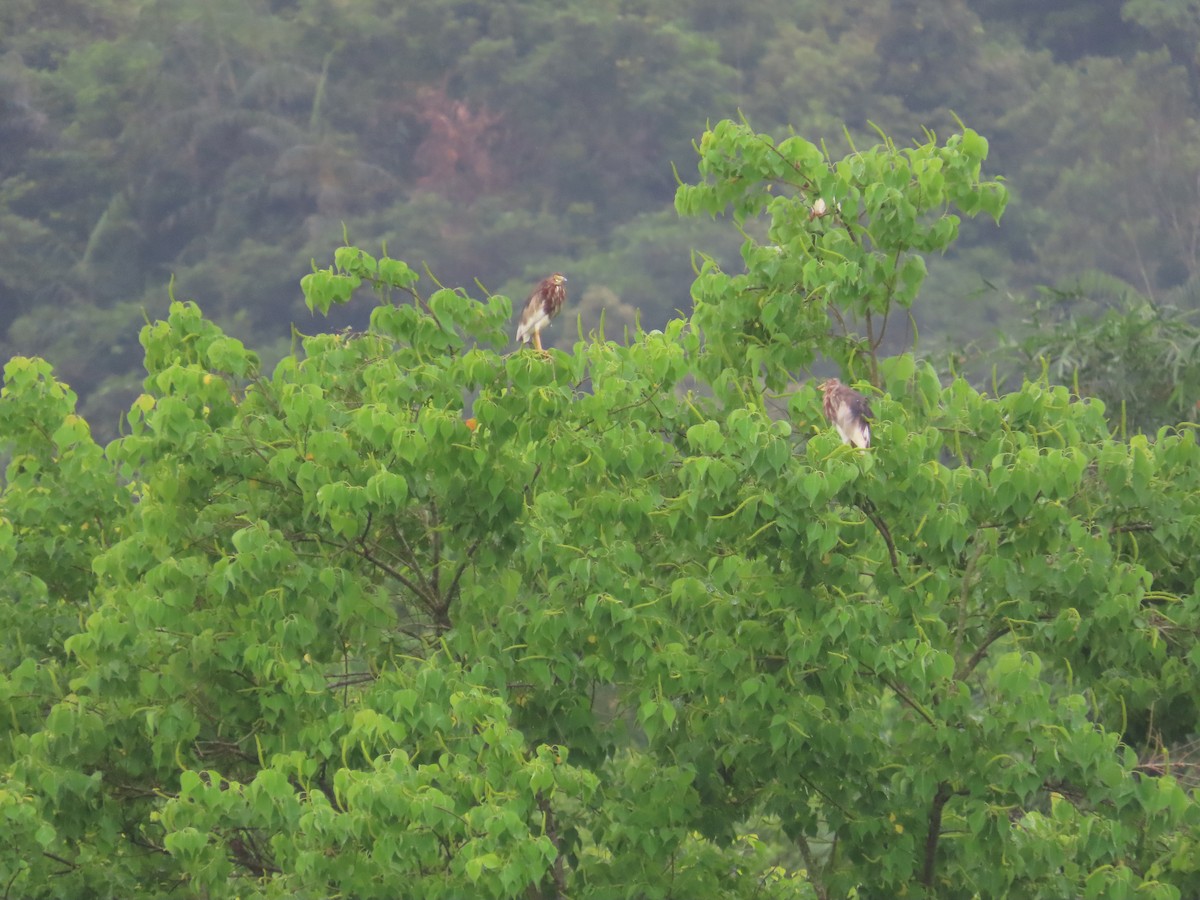 Chinese Pond-Heron - ML618482571