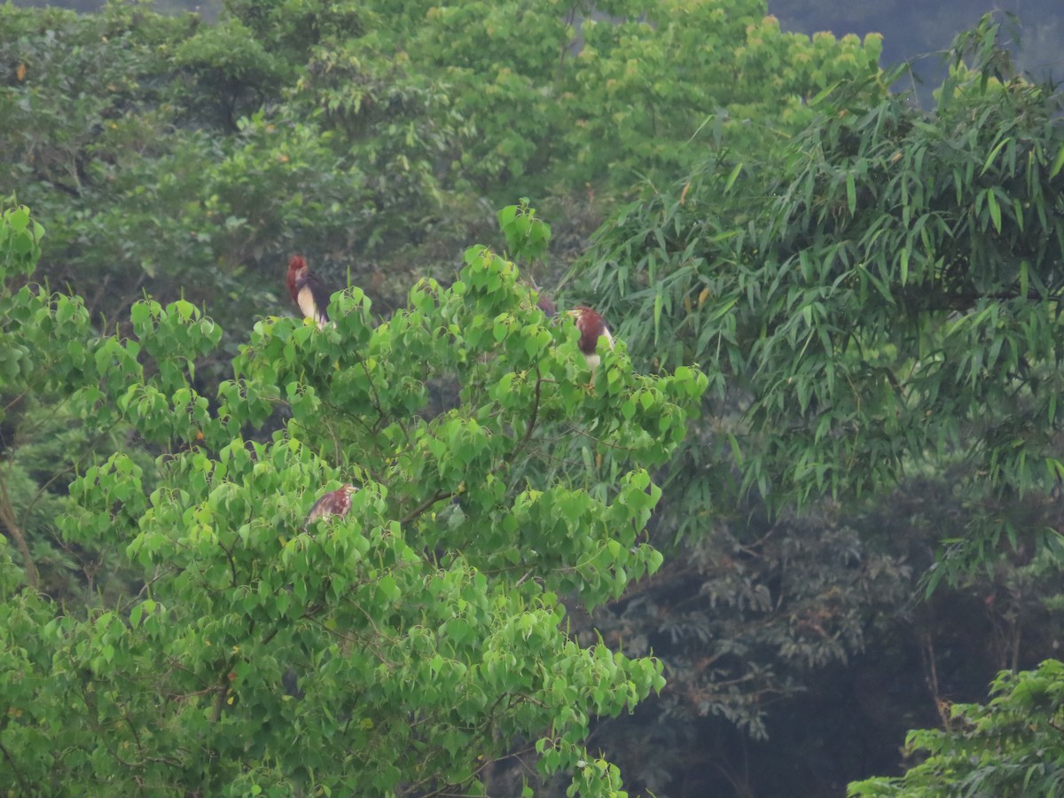 Chinese Pond-Heron - ML618482575