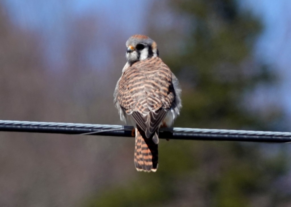 American Kestrel - Steve Keith