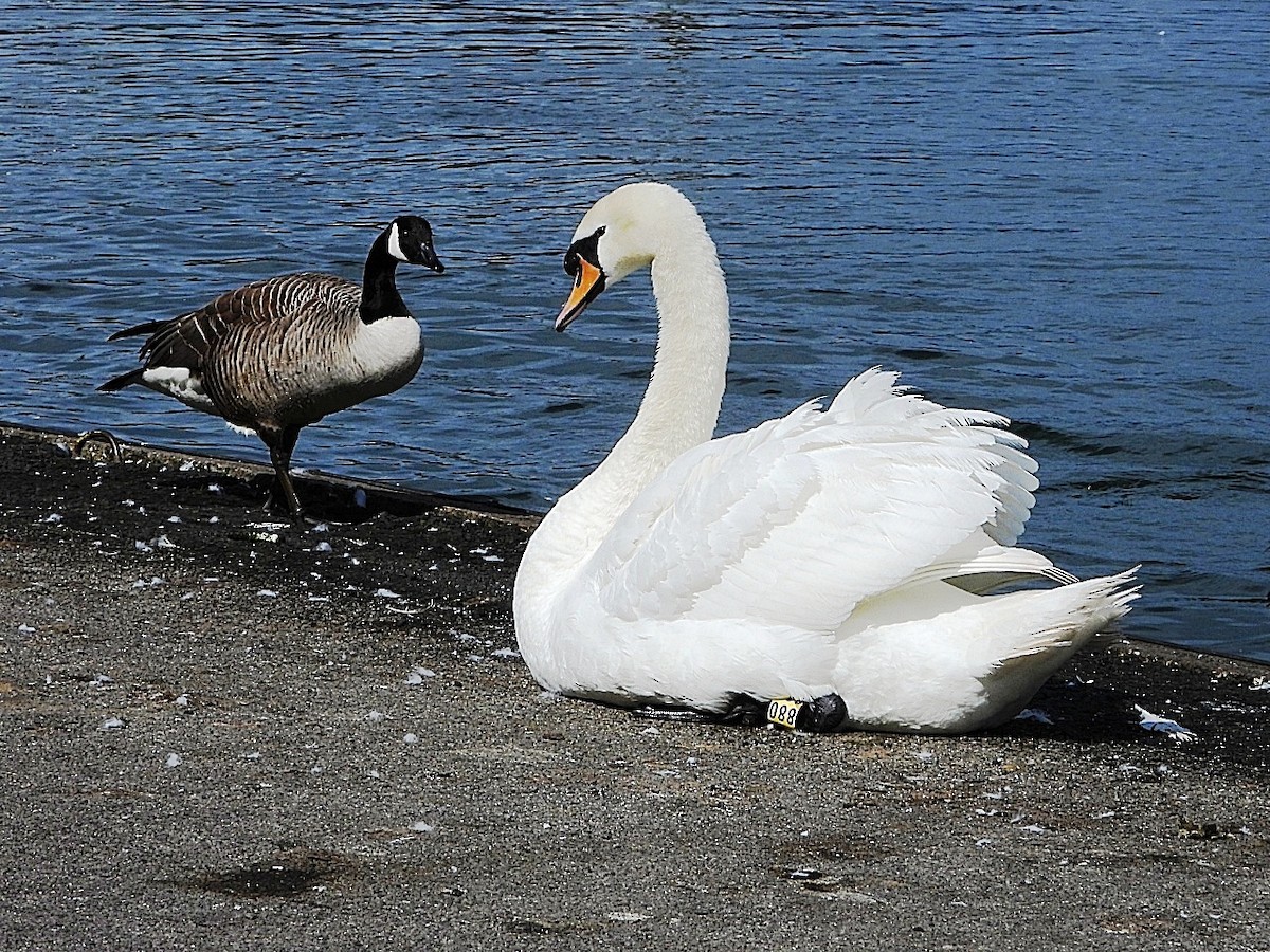 Cygne tuberculé - ML618482607