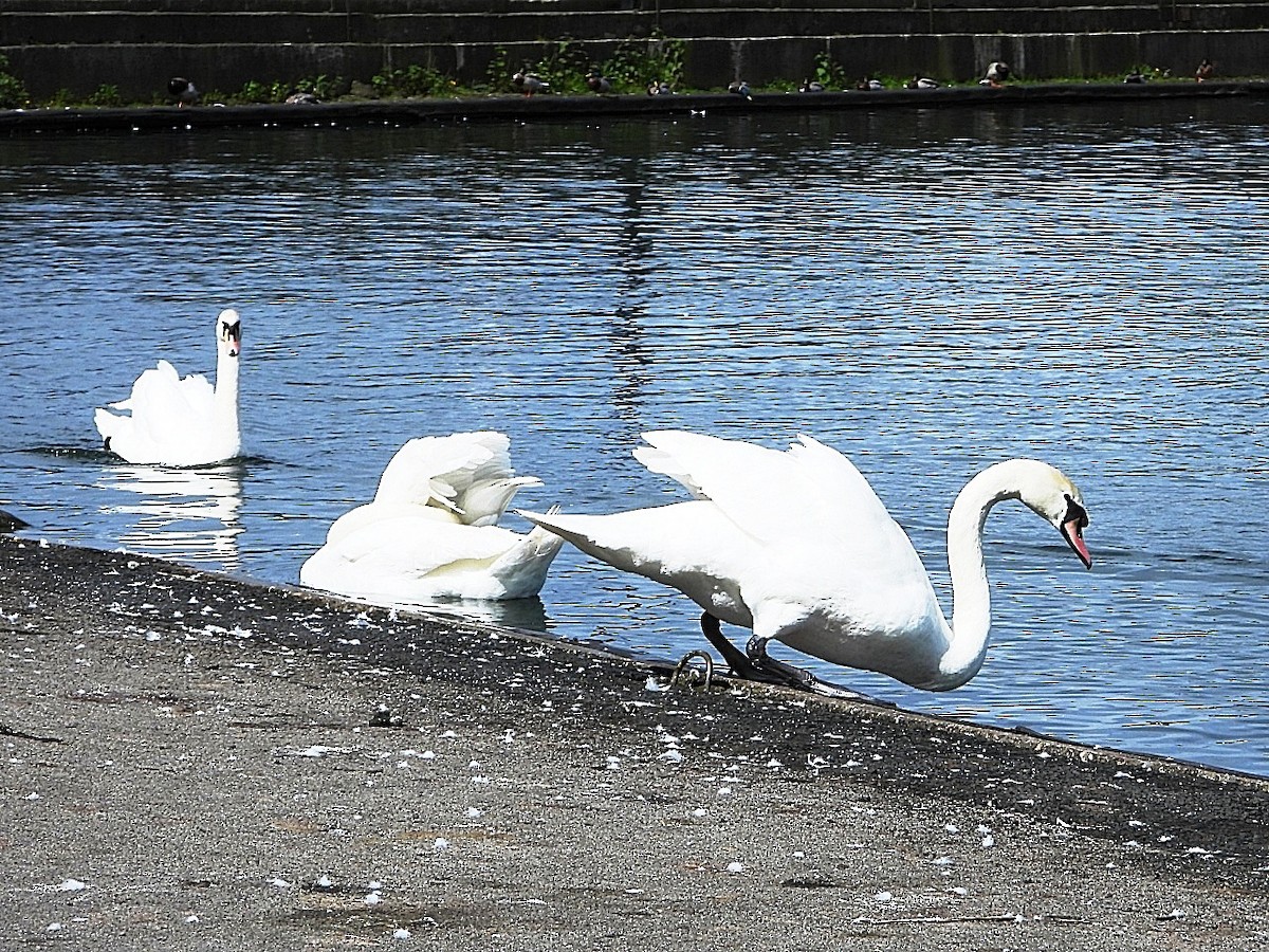 Cygne tuberculé - ML618482609