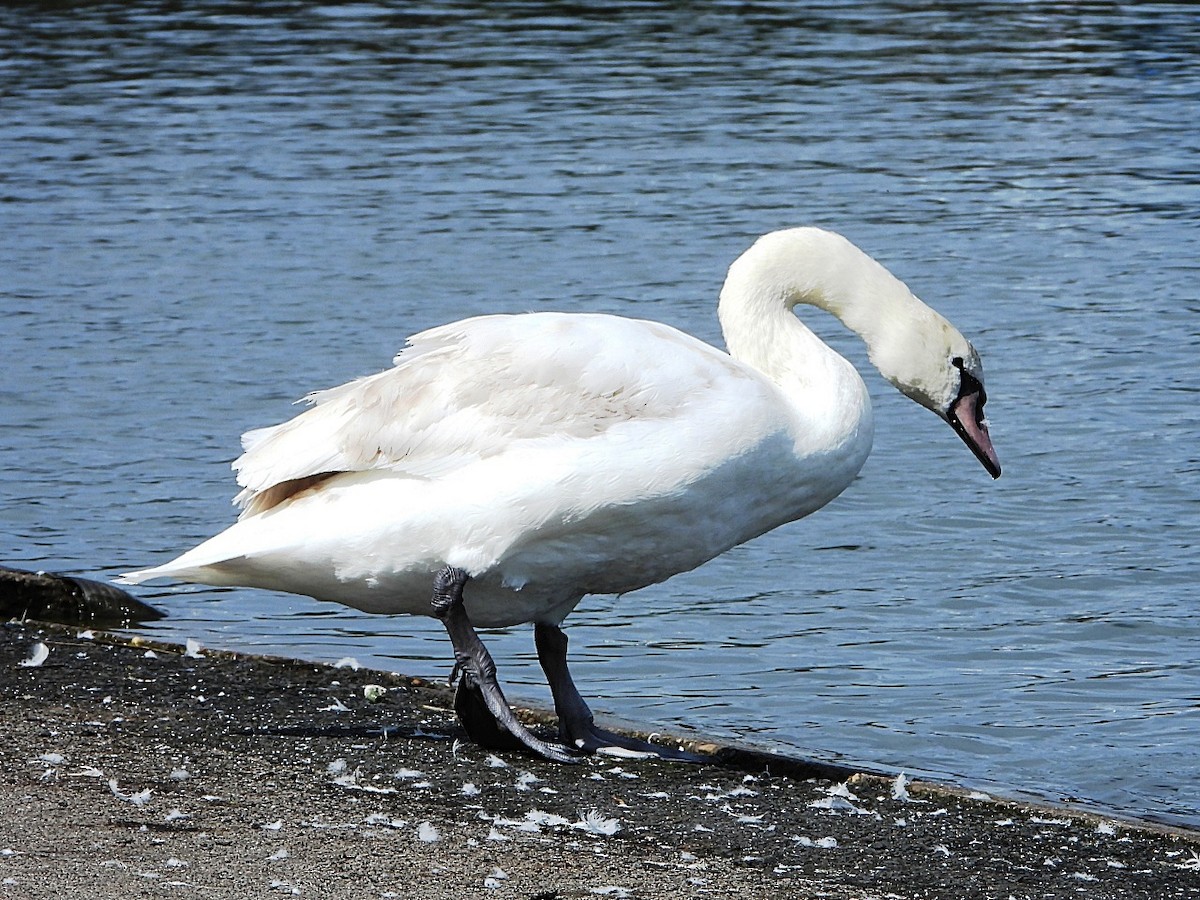 Cygne tuberculé - ML618482612