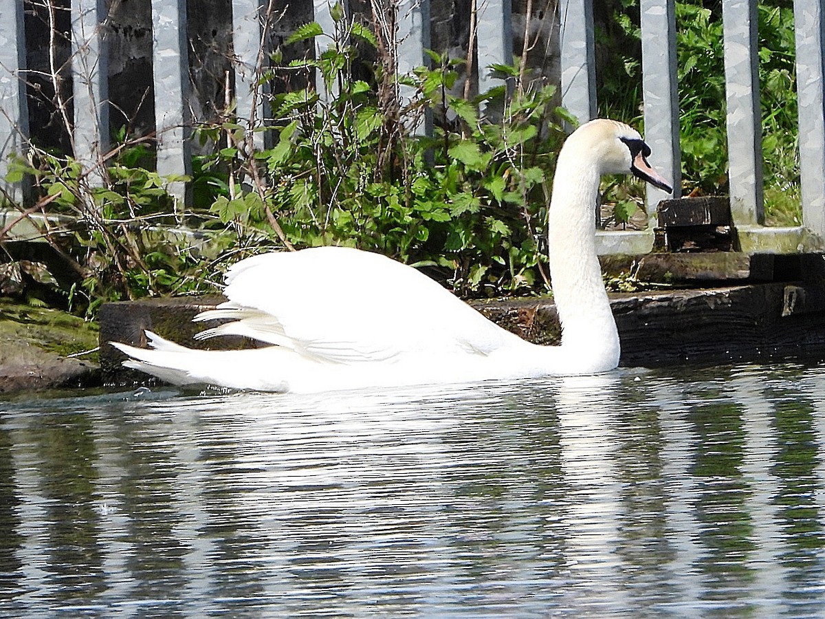 Cygne tuberculé - ML618482619