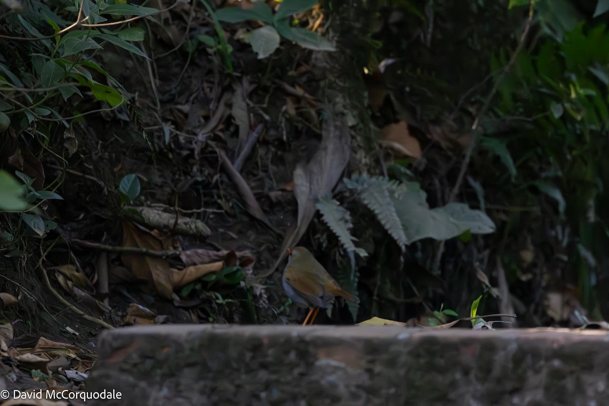 Orange-billed Nightingale-Thrush - David McCorquodale