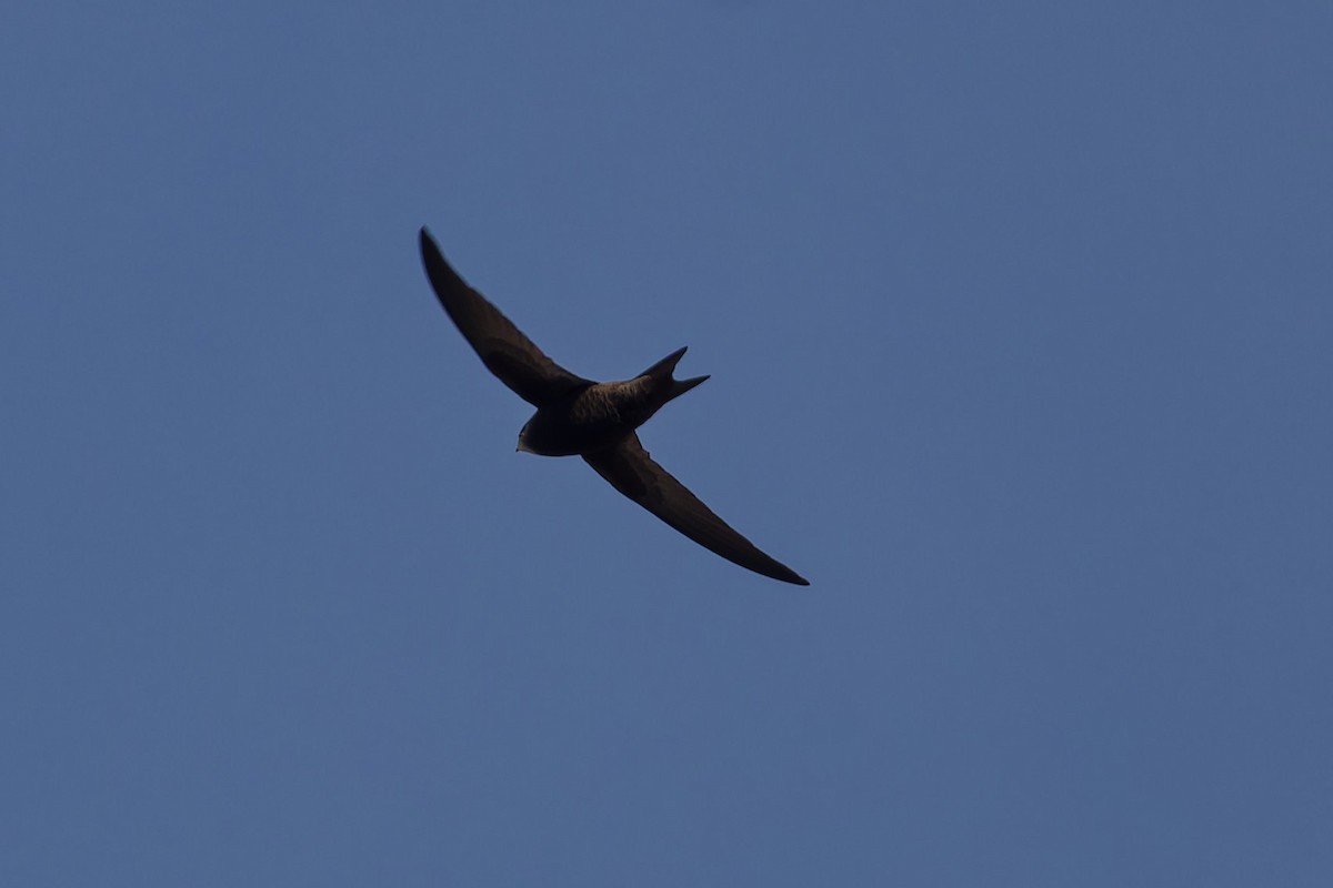 Common Swift - Jeffrey Leguit