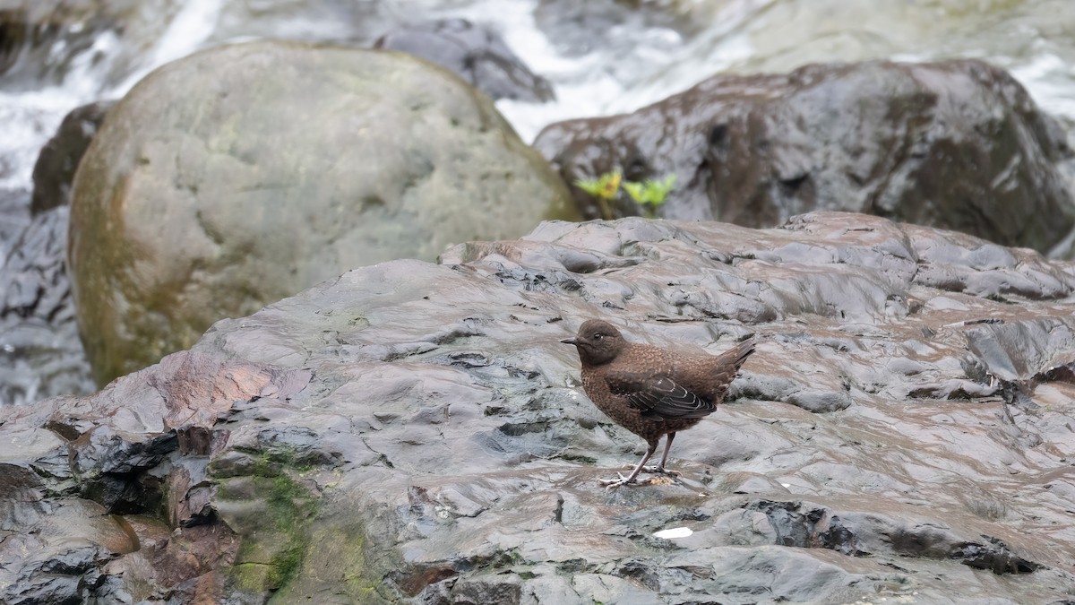 Brown Dipper - ML618482680