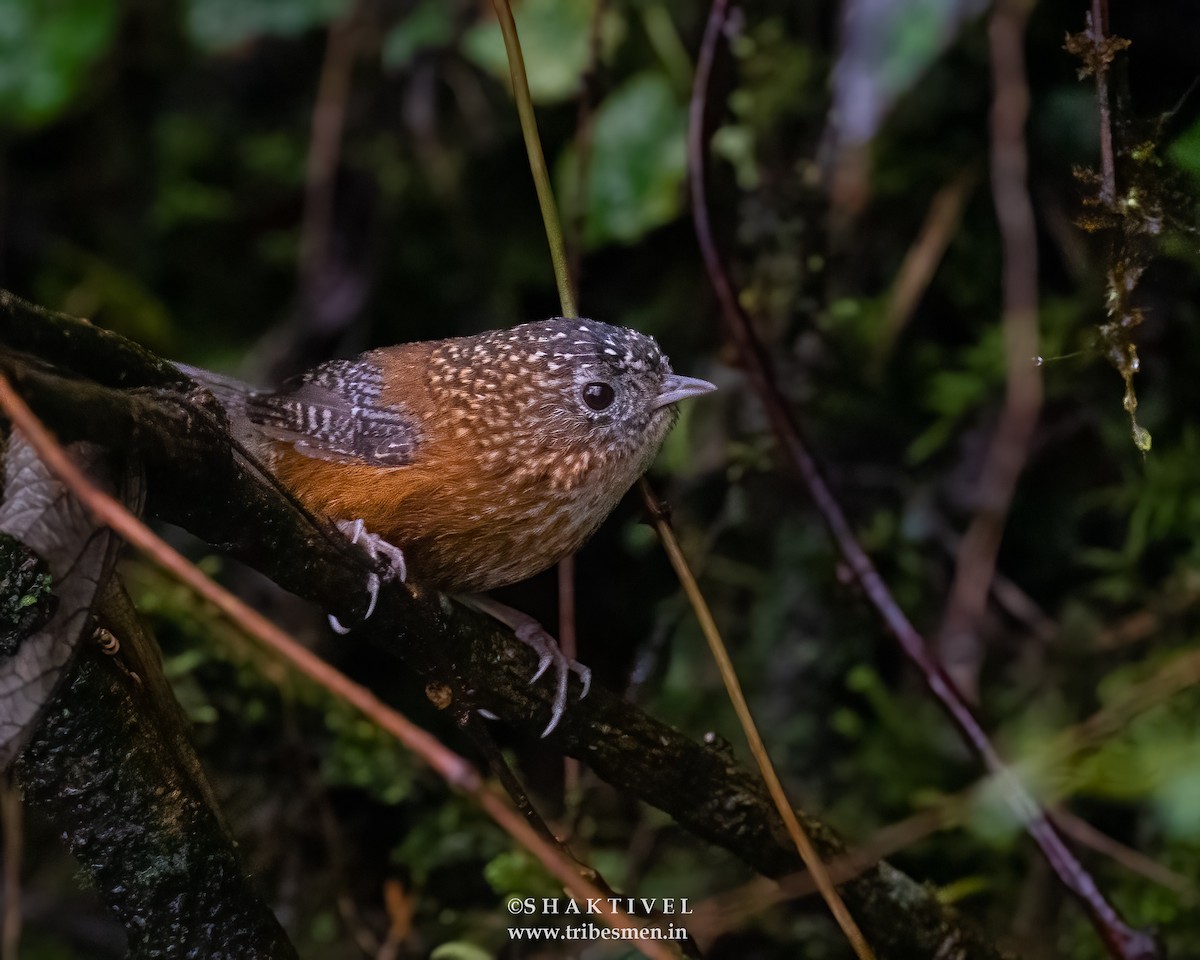 Bar-winged Wren-Babbler - ML618482691