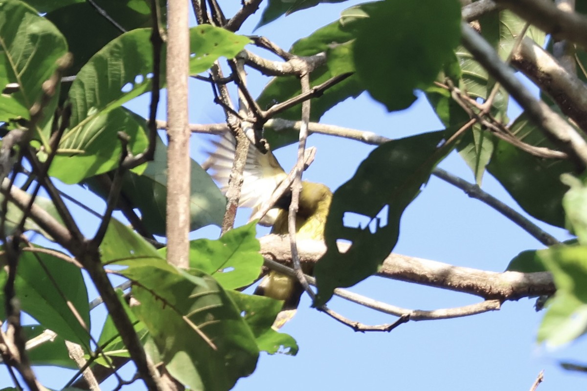 Black-headed Bulbul - Tien Jia Yu