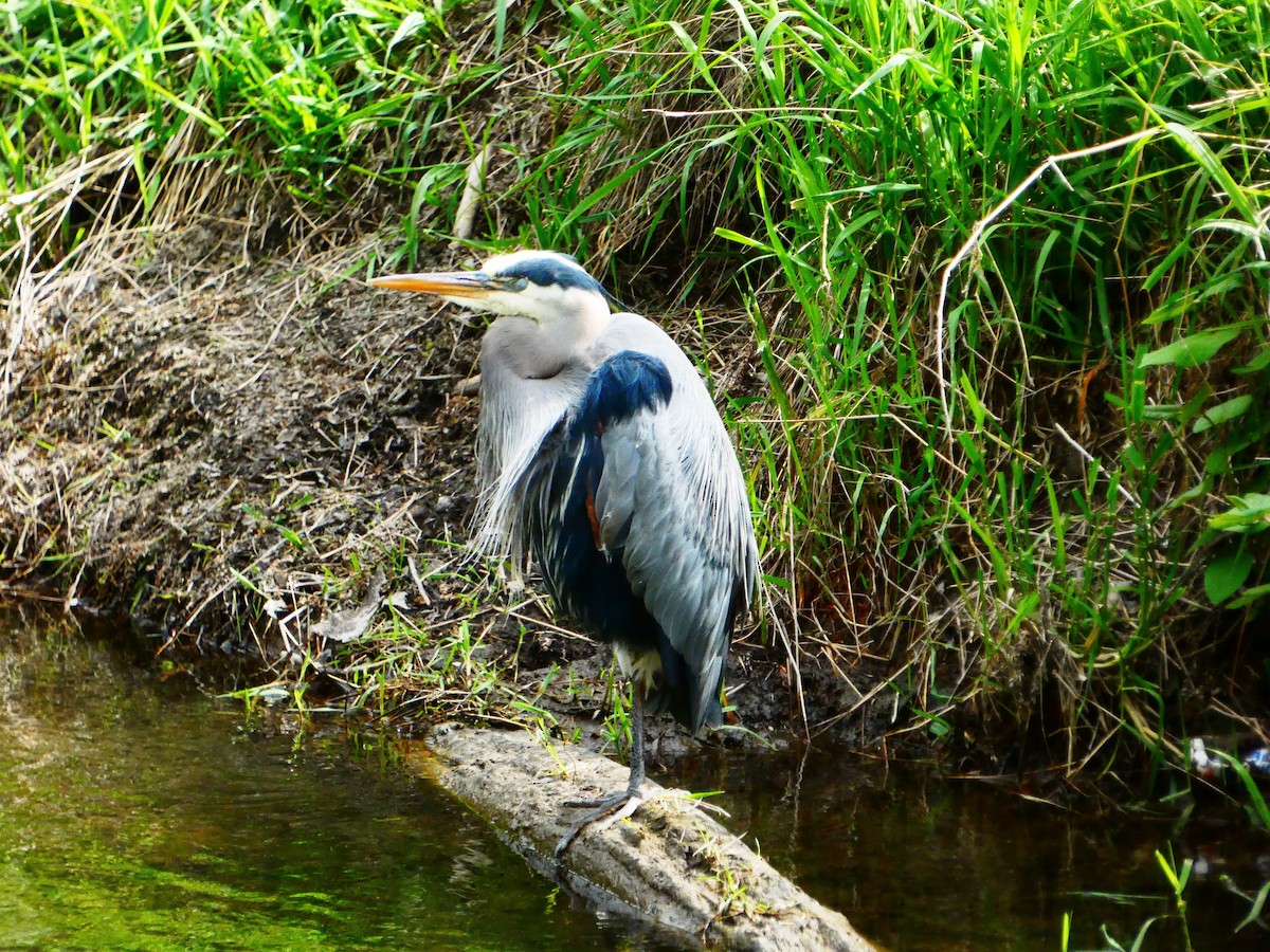 Great Blue Heron - ML618482719
